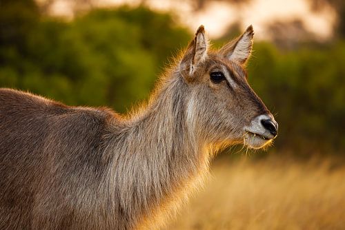 Waterbuck in the late afternoon sun by Meleah Fotografie