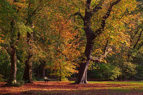 Neem plaats op het bankje in het Slochterbos