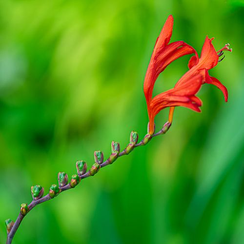 Monbretia