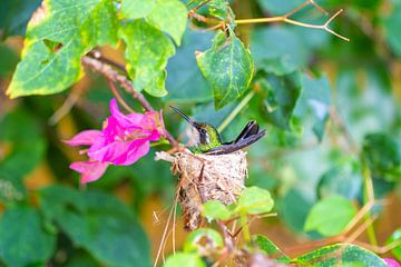 Hummingbird nest flower by Roel Jungslager