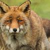 Eye to eye with a fox by Ilya Korzelius