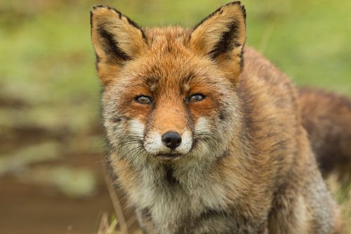 Eye to eye with a fox