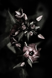 Fleurs Sombres En Été - #01 sur The Olm