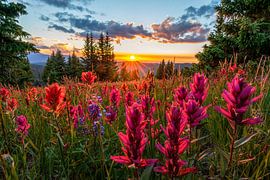 Sommerliche Wildblumenlandschaft – Foto eines Sonnenuntergangs in Colorado von Daniel Forster