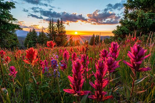 Sommerliche Wildblumenlandschaft – Foto eines Sonnenuntergangs in Colorado von Daniel Forster