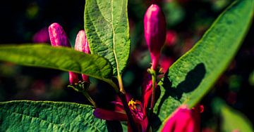 Roze bloemen van Jane Changart