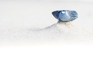 Kokkel op het Noordzeestrand van Wil Leurs