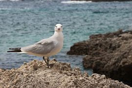 Seagull on the coast.2 by Daniëlle Eibrink Jansen