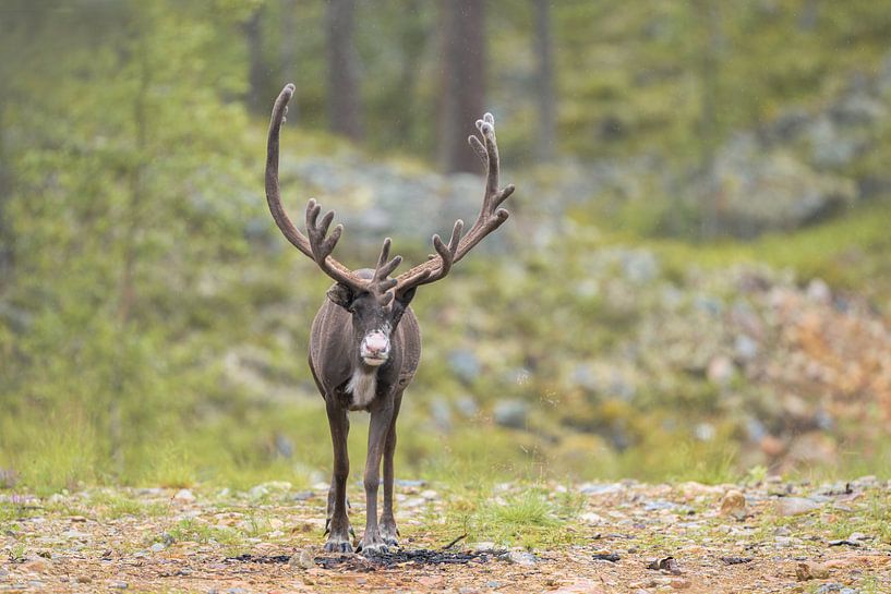 Face to face with a reindeer by Larissa Rand