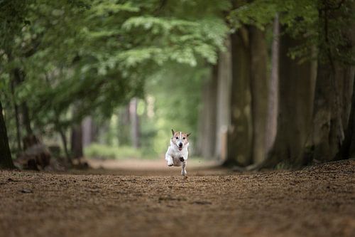 Jack russel in volle actie in het Kloosterbos