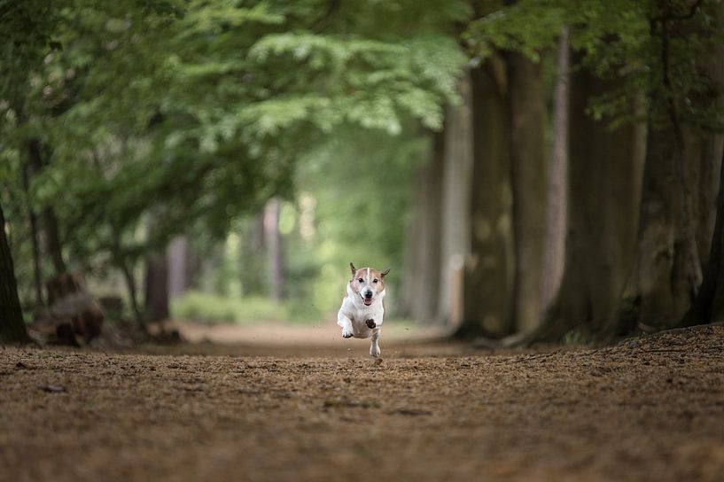 Jack Russel in voller Aktion im Klosterwald von Elisabeth Vandepapeliere