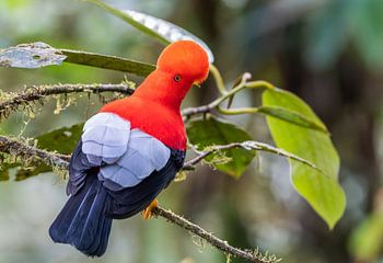 Un coq de roche rouge à la recherche d'un partenaire potentiel