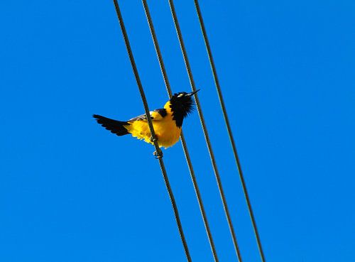 Loriot jaune
