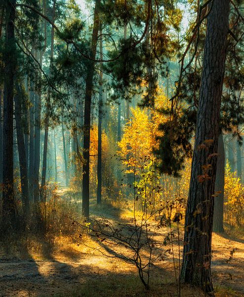 sunny autumn forest by Mykhailo Sherman