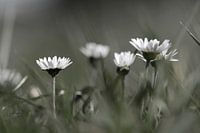 Daisies in the Grass