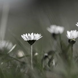 Madeliefjes in het Gras von Welmoed van der Meer