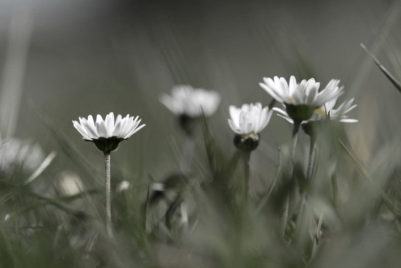 Daisies in the Grass by Welmoed van der Meer