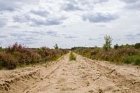 Paarse heide in natuurgebied in Oirschot