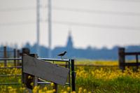 Polderlied doesn't get any more Dutch than this