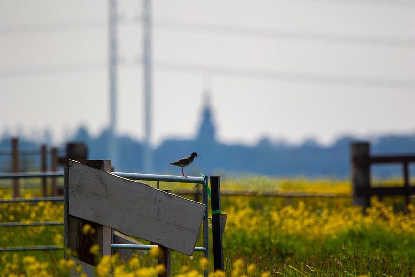 Polderlied doesn't get any more Dutch than this by Erwin van Eekhout