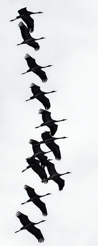 Kraanvogels in vlucht zwart-wit