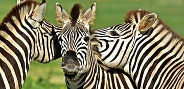 een groep met zebra's in Zuid-Afrika van Werner Lehmann