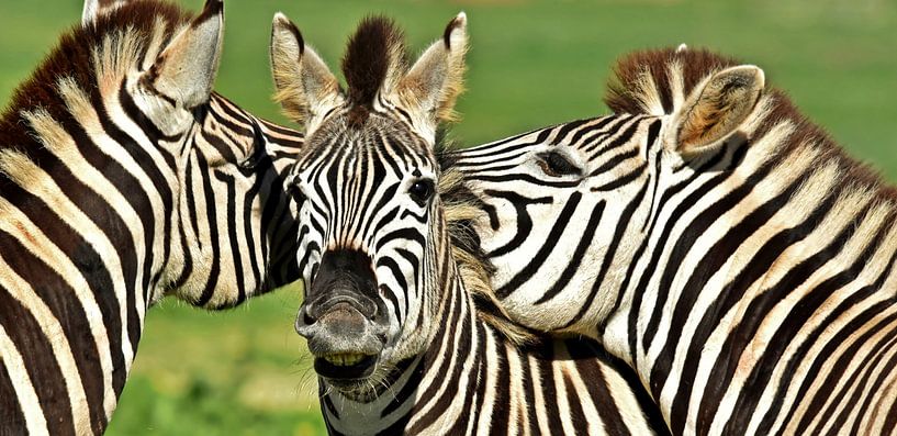 eine Gruppe mit Zebras in Südafrika von Werner Lehmann