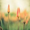 Stylish tulips by Martijn Tilroe