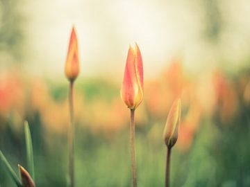 Stylish tulips