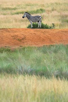 Zwartwit gestreepte zebra in een kleurrijke omgeving met lagen van Chihong