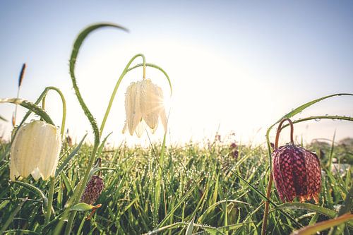 Morning sun rays in a snake's head flower field