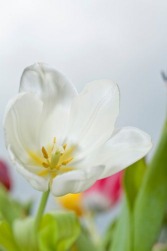 Weisse Blumen Tulpe