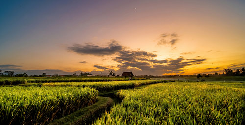 zonsondergang over rijstvelden bij Keliki en Ubud in Bali