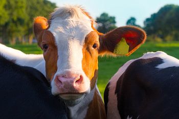 Portret van rood witte stier 