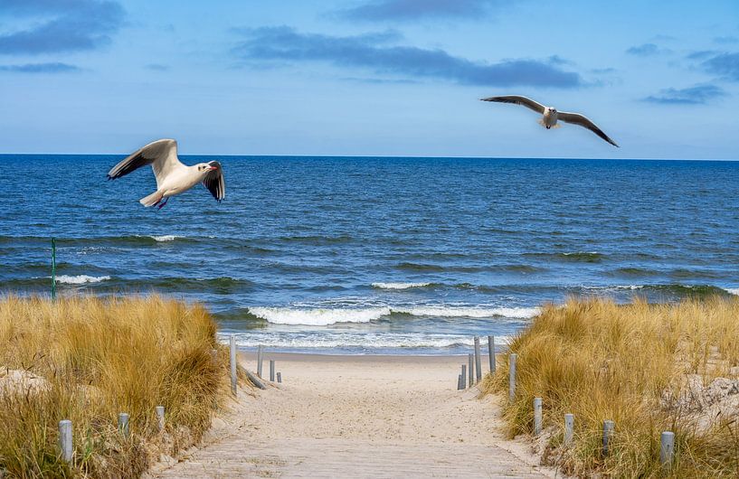 Sunset on the beach on Usedom by Animaflora PicsStock