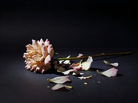 Beauté éphémère sur Kristin M