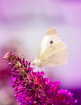 Macro van een kleine koolwitje vlinder van ManfredFotos