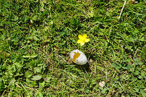 Gebroken vogelei op de weide