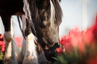 Farmer's horse between the tulips by Daliyah BenHaim thumbnail