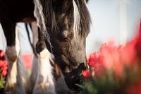 Boeren paard tussen de tulpen