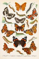 Butterflies. Educational plate including Day peacock