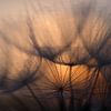 Zonsopkomst achter uitgebloeide paardenbloem. van Astrid Brouwers