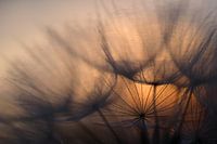 Sunrise behind dandelion
