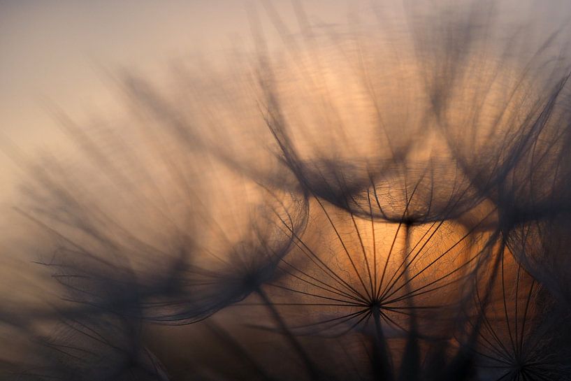 Sonnenaufgang hinter verbrauchtem Löwenzahn. von Astrid Brouwers