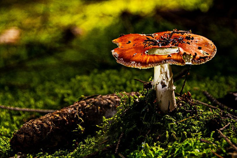 Nature mushrooms by Johnny Flash