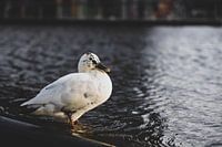 Nederlandse eend aan het water
