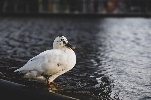 Canard hollandais au bord de l'eau