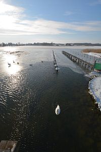 Schwäne im zugefrorenen Wreecher See, Putbus, Rügen