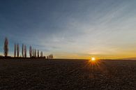 prachtige zonsopgang in Toscane bij de typische populier bomen van Kim Willems thumbnail