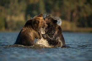 Rangelei im Wasser... Europäische Braunbären *Ursus arctos*